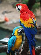 Archivo:Scarlet Macaw and Blue-and-gold Macaw