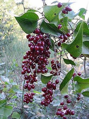 Archivo:Smilax aspera - Salsepareille1
