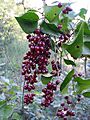 Smilax aspera - Salsepareille1