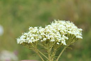 Stevia serrata.jpg