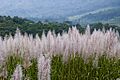 Sugarcane Flowers in Java