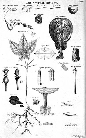Archivo:Table of Natural History, Cyclopaedia, Volume 2