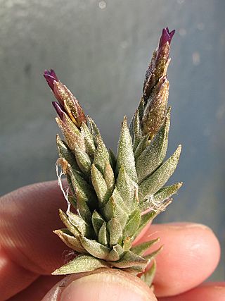 Tillandsia brealitoensis (TS) 2-04720.jpg