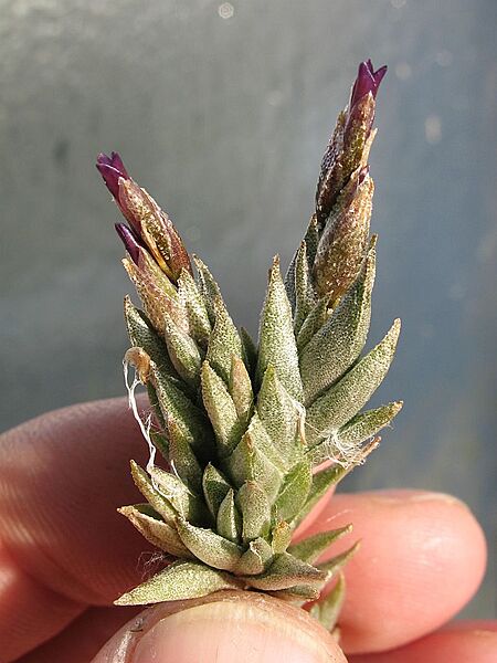 Tillandsia brealitoensis (TS) 2-04720
