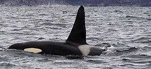 Archivo:Tysfjord orca 1