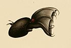 Vampyroteuthis infernalis Chun 1910.jpg