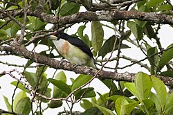 White-mantled Barbet (Capito hypoleucus) (8079738287).jpg