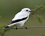Archivo:White Monjita (Xolmis irupero)-8