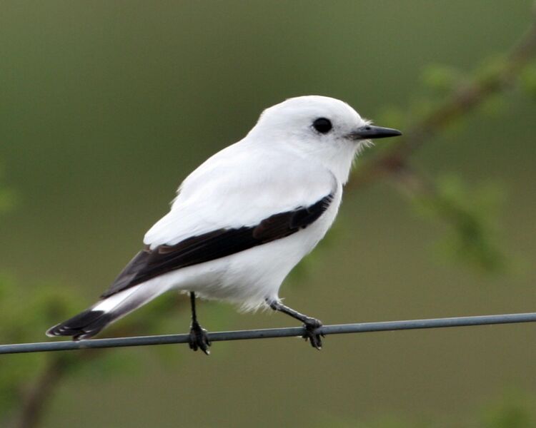 White Monjita (Xolmis irupero)-8