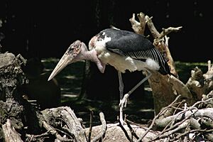 Archivo:- Leptoptilos crumeniferus -