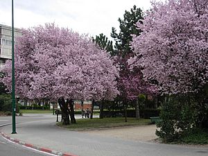 Archivo:Almendros en flor en la Avenida de Salamanca (Valladolid)