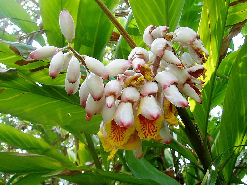 Alpinia zerumbet2CaryCass