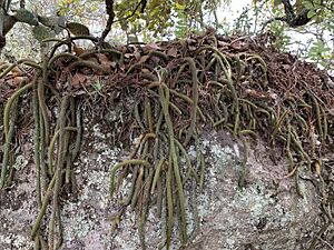 Archivo:Aporocactus martianus 10