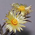 Astrophytum caput-medusae-IMG 0583