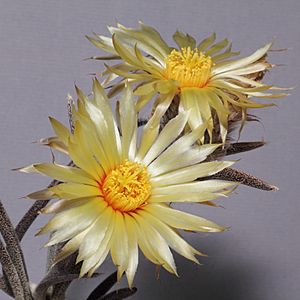 Archivo:Astrophytum caput-medusae-IMG 0583