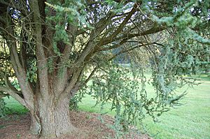 Archivo:Atlas Cedar Cedrus atlantica 'Glauca' Tree Base 3008px