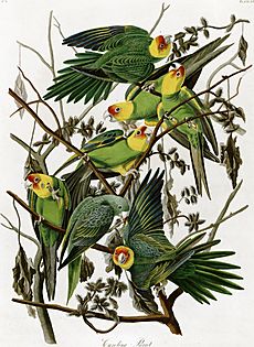 Archivo:AudubonCarolinaParakeet2