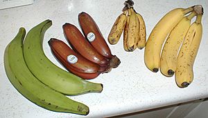 Archivo:Bananavarieties