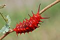 Battus philenor Caterpillar