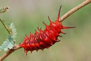 Battus philenor Caterpillar