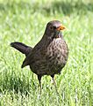 Blackbird in Madrid (Spain) 29