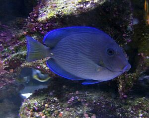 Archivo:Blue Tang (4386588577)