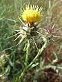 C. melitensis-7