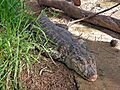 Caiman latirostris (AU)-top-front