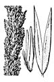 Calamagrostis koelerioides HC-1950