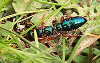 Archivo:Closeup blue ant