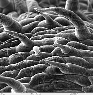 Archivo:Coleus leaf trichomes SEM