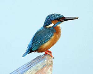 Common Kingfisher (Alcedo atthis taprobana) - Male - Flickr - Lip Kee.jpg