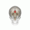 Corpus callosum small