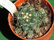 Archivo:Coryphanta andreae 3 (coryphantha pycnacantha)
