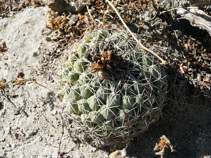 Coryphantha maiz-tablasensis