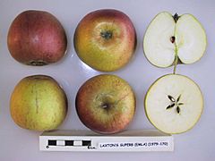 Cross section of Laxton's Superb (EMLA 1), National Fruit Collection (acc. 1979-170).jpg