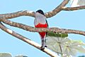 Cuban Trogon 2495231569