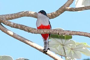 Archivo:Cuban Trogon 2495231569