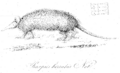 Dasypus pilosus2