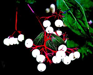 Archivo:Dogwood