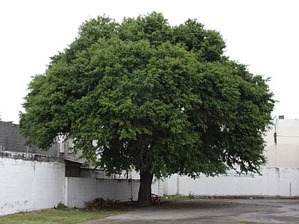 Archivo:Ebenopsis Ebano, Matamoros