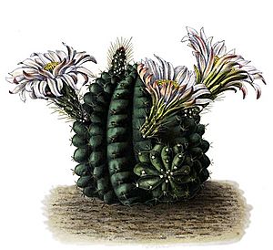 Archivo:Echinocereus pulchellus BlKakteenT33