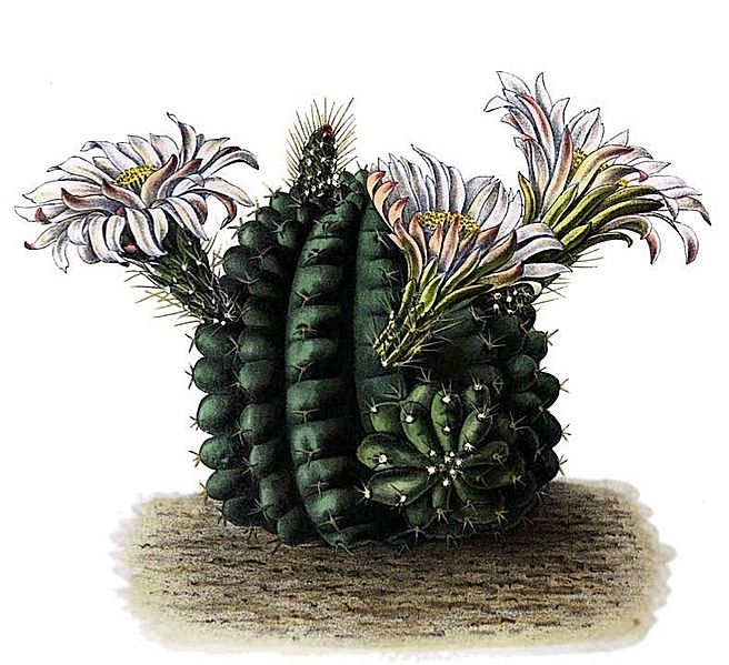 Echinocereus pulchellus BlKakteenT33