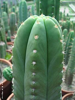 Echinopsis scopulicola FR991 009.jpg