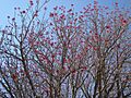 Erythrina americana ( Hernán García Crespo) 001
