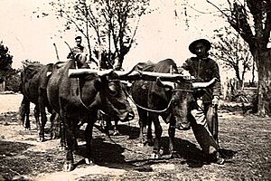 Archivo:Establecimiento Agrícola-Ganadero "San Jorge"