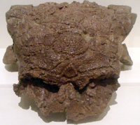 Archivo:EuoplocephalusTutus-PartialSkull RoyalOntarioMuseum
