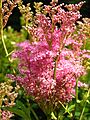 Filipendula rubra 'Venusta' 03