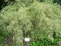 Gainesville FL Kanapaha Botanical Gardens muhly01