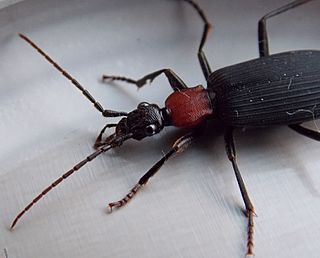 Galerita collaris.jpg